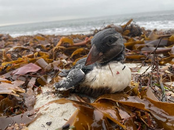Vingt-six ans après le naufrage de l'Erika, des oiseaux marins victimes de fuites de pétrole en Bretagne