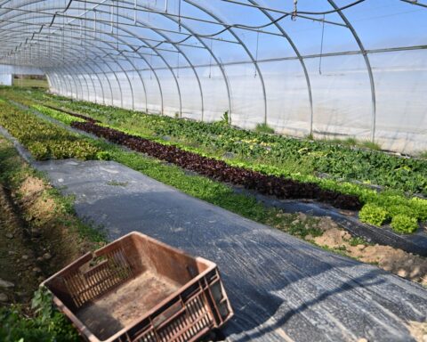 Baisse historique du nombre de fermes bio en France : 386 exploitations de moins en 2025