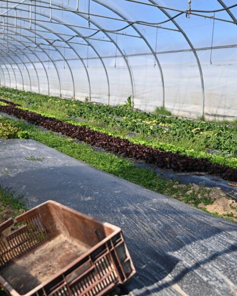 Baisse historique du nombre de fermes bio en France : 386 exploitations de moins en 2025