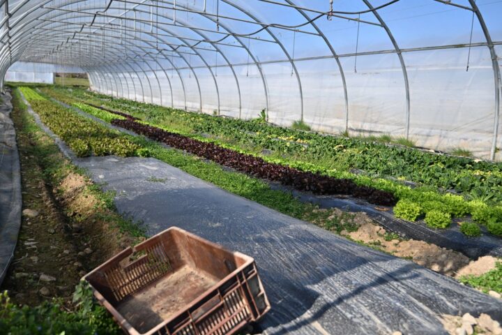 Baisse historique du nombre de fermes bio en France : 386 exploitations de moins en 2025