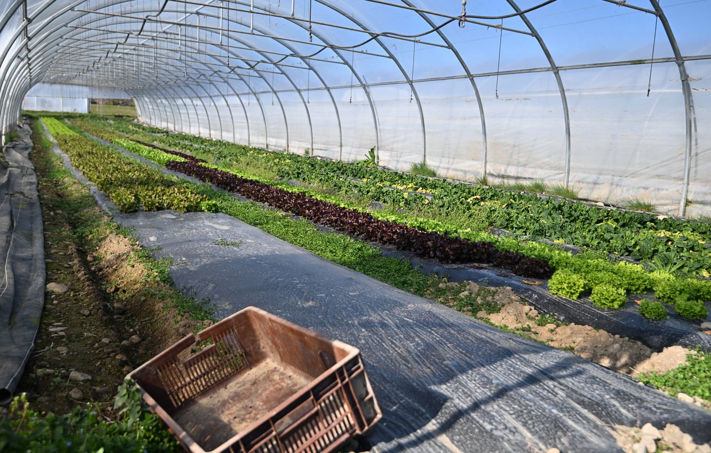 Baisse historique du nombre de fermes bio en France : 386 exploitations de moins en 2025