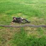 Découverte d'un python réticulé de 7,22 mètres en Indonésie, nouveau record mondial confirmé