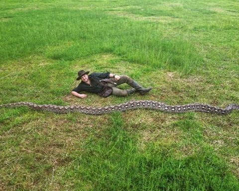 Découverte d'un python réticulé de 7,22 mètres en Indonésie, nouveau record mondial confirmé