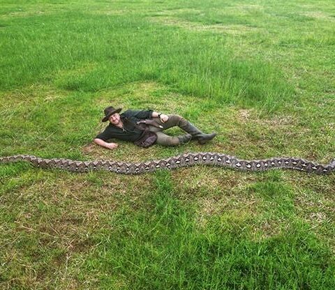 Découverte d'un python réticulé de 7,22 mètres en Indonésie, nouveau record mondial confirmé