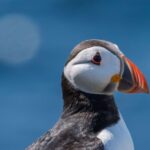 Des dizaines de macareux moines retrouvés morts sur les plages françaises en raison des tempêtes