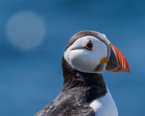 Des dizaines de macareux moines retrouvés morts sur les plages françaises en raison des tempêtes