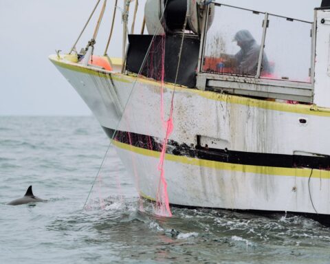 Gulf de Gascogne : la longévité des dauphins femelles en forte baisse, leur survie menacée