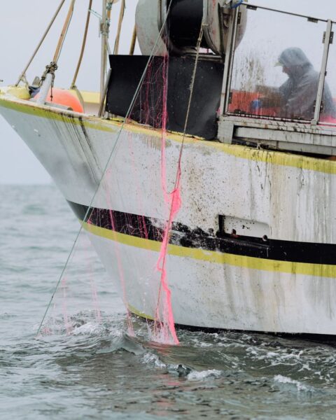 Gulf de Gascogne : la longévité des dauphins femelles en forte baisse, leur survie menacée
