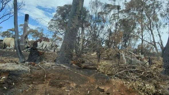 Incendies en Australie : la région de Victoria s'organise pour protéger faune, flore et habitants