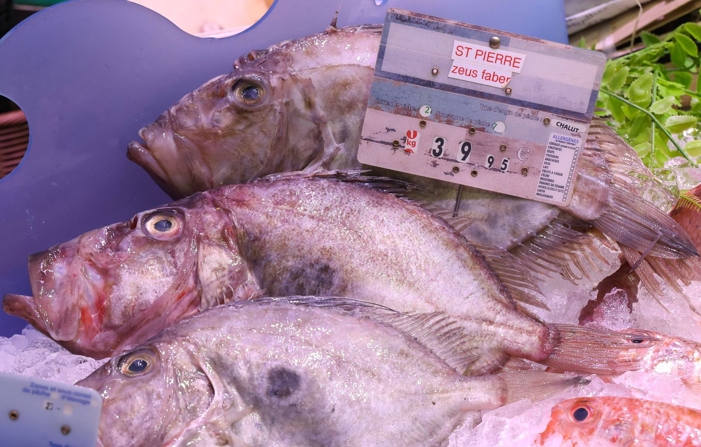 La surpêche en France : plus de 320.000 tonnes de poissons capturées chaque année selon l'Ifremer