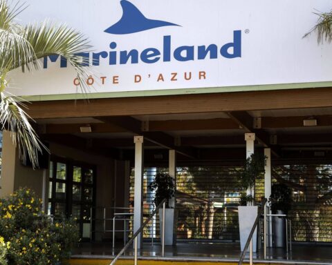 Le zoo de Beauval accueillera les dauphins de Marineland et Planète sauvage en 2027