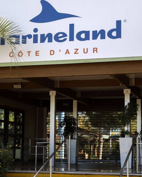 Le zoo de Beauval accueillera les dauphins de Marineland et Planète sauvage en 2027