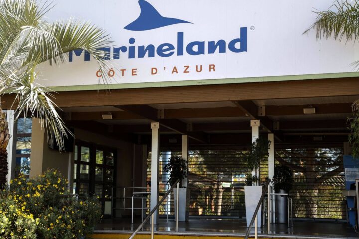 Le zoo de Beauval accueillera les dauphins de Marineland et Planète sauvage en 2027