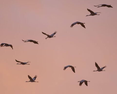 Les grues cendrées migrent vers le nord, annonciatrices d’un printemps incertain