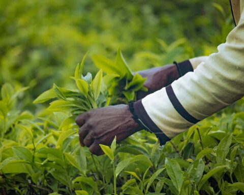 Loi Duplomb : un examen approfondi du coût réel de l'exception réglementaire en France.