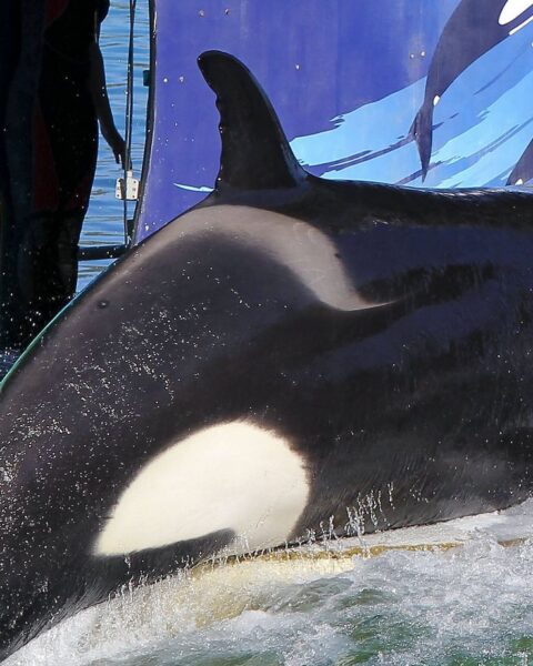 Marineland : rapport alerte sur la dégradation des bassins des orques Wikie et Keijo avant réunion sur leur avenir