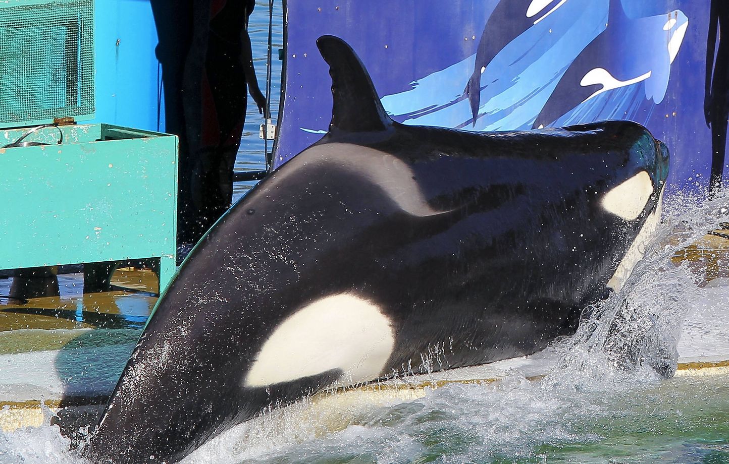 Marineland : rapport alerte sur la dégradation des bassins des orques Wikie et Keijo avant réunion sur leur avenir