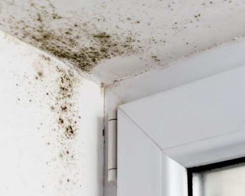 Moisissures à domicile : un lien établi avec le développement de l'asthme chez l'adulte
