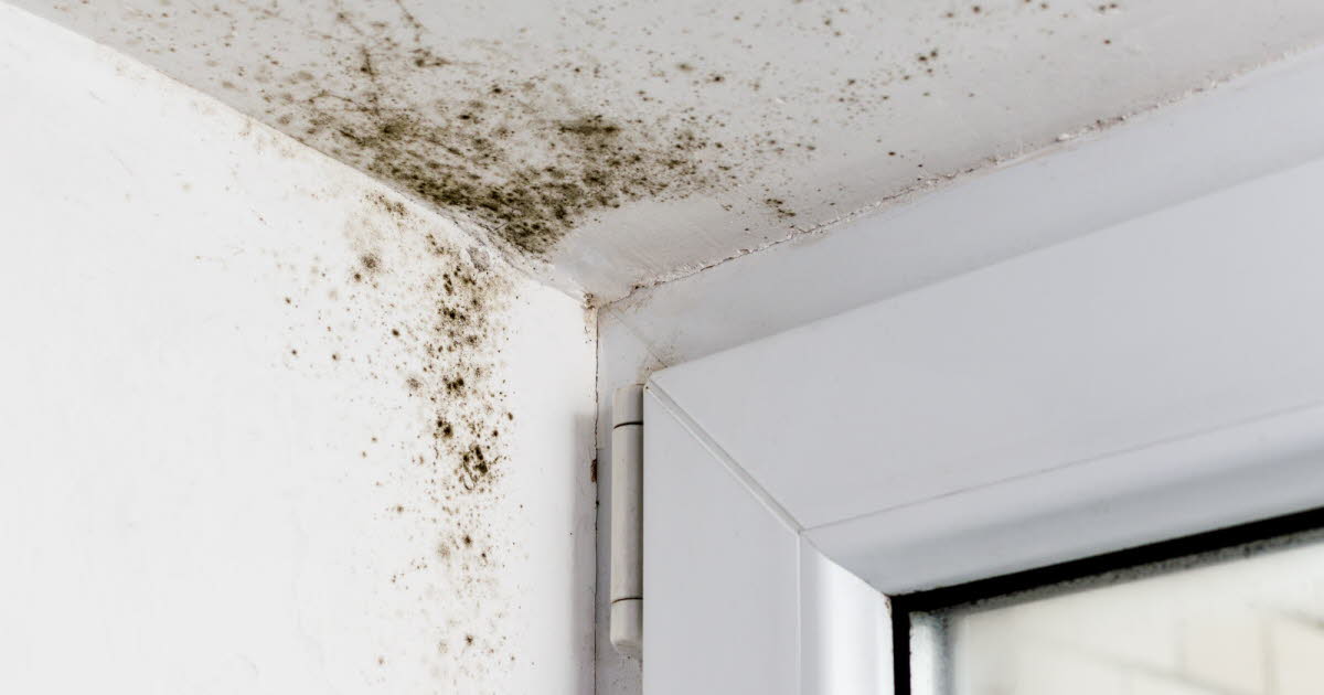 Moisissures à domicile : un lien établi avec le développement de l'asthme chez l'adulte