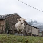 Un éleveur sanctionné pour avoir abattu une vache sur son exploitation dans le Morbihan