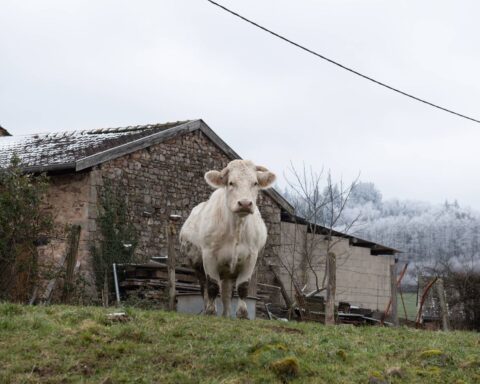 Un éleveur sanctionné pour avoir abattu une vache sur son exploitation dans le Morbihan