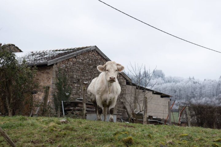 Un éleveur sanctionné pour avoir abattu une vache sur son exploitation dans le Morbihan