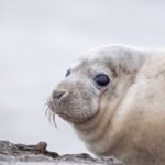À Paris, au QG de Sophia Chikirou, on préfère un documentaire sur les phoques à l'allocution de Bardella