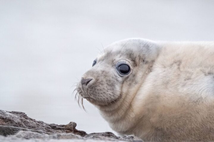 À Paris, au QG de Sophia Chikirou, on préfère un documentaire sur les phoques à l'allocution de Bardella