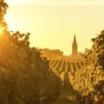 Bordeaux : le surgreffage, une solution pour adapter la viticulture aux nouvelles tendances