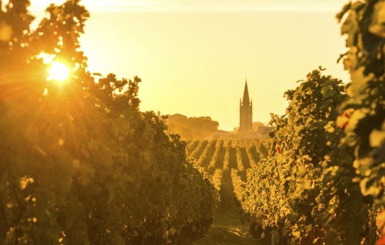 Bordeaux : le surgreffage, une solution pour adapter la viticulture aux nouvelles tendances