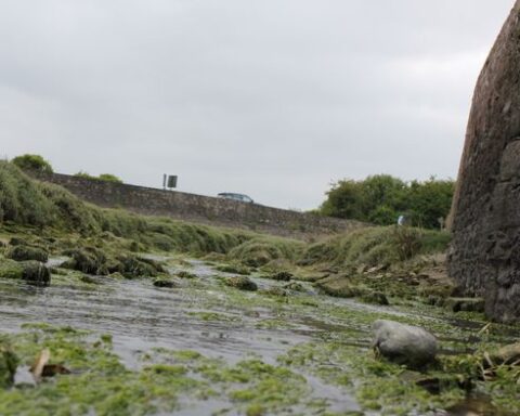 Bretagne : des syndicats dénoncent une mutation forcée d'une agente engagée contre la pollution aux nitrates