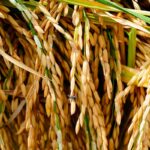 Contamination par le cadmium dans l'alimentation : une préoccupation sanitaire croissante pour la population française.