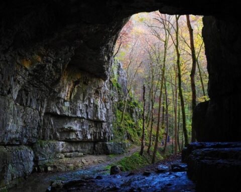 Découvertes de nouvelles espèces, dont une vipère et un serpent volant, dans des grottes du Cambodge