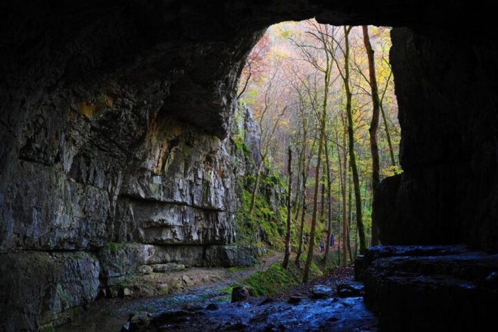 Découvertes de nouvelles espèces, dont une vipère et un serpent volant, dans des grottes du Cambodge