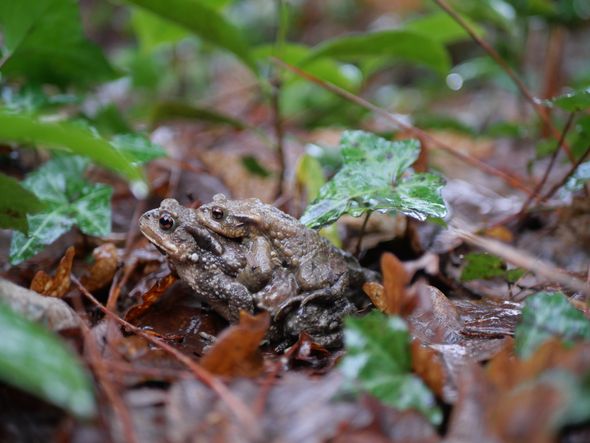Des bénévoles sauvent les crapauds en Bretagne, une action face à leur disparition