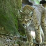 Des relâchers de lynx prévus en France pour 2027 selon l'association Ferus