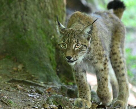 Des relâchers de lynx prévus en France pour 2027 selon l'association Ferus