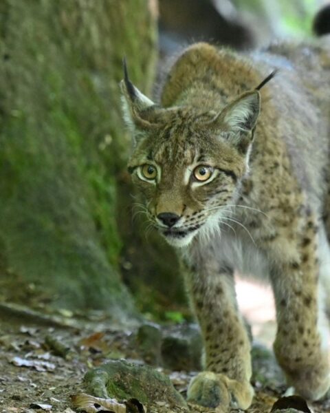 Des relâchers de lynx prévus en France pour 2027 selon l'association Ferus