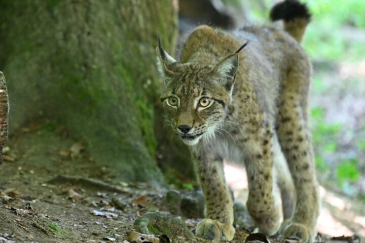 Des relâchers de lynx prévus en France pour 2027 selon l'association Ferus