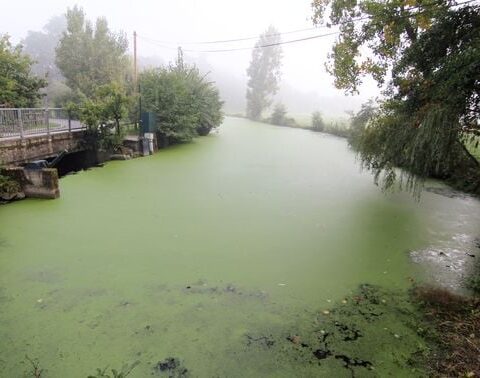 Déversement de 30.000 litres de lait dans la rivière Oust en Bretagne suite à un incident à l'usine Entremont