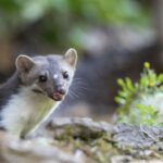 Élimination des animaux jugés nuisibles en France: des coûts largement supérieurs aux dégâts causés