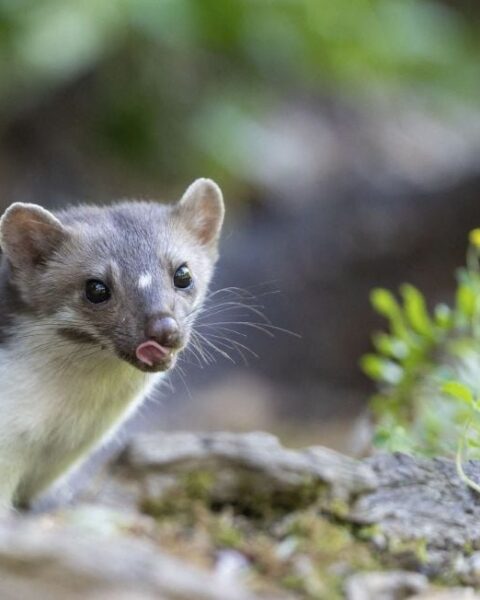 Élimination des animaux jugés nuisibles en France: des coûts largement supérieurs aux dégâts causés