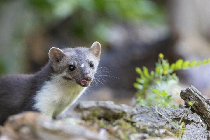 Élimination des animaux jugés nuisibles en France: des coûts largement supérieurs aux dégâts causés