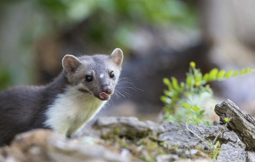 Élimination des animaux jugés nuisibles en France: des coûts largement supérieurs aux dégâts causés