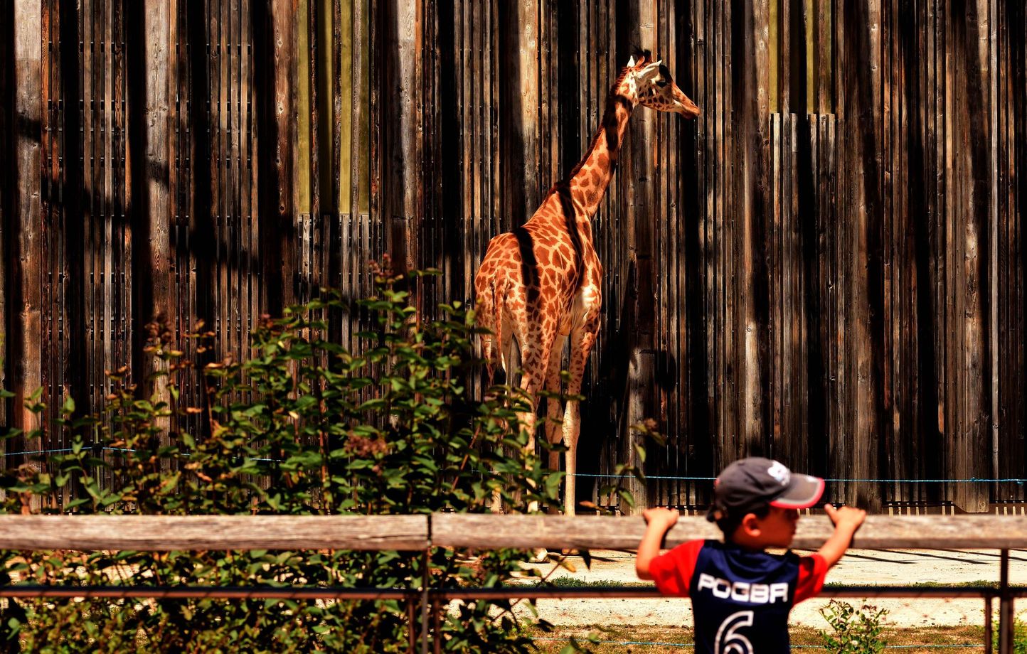 Jean-Michel Aulas propose des hologrammes pour remplacer les animaux du zoo de Lyon dans sa candidature