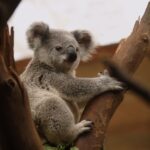 Koalas : la population passe de 1.000 à 500.000 individus grâce à la dynamique génétique