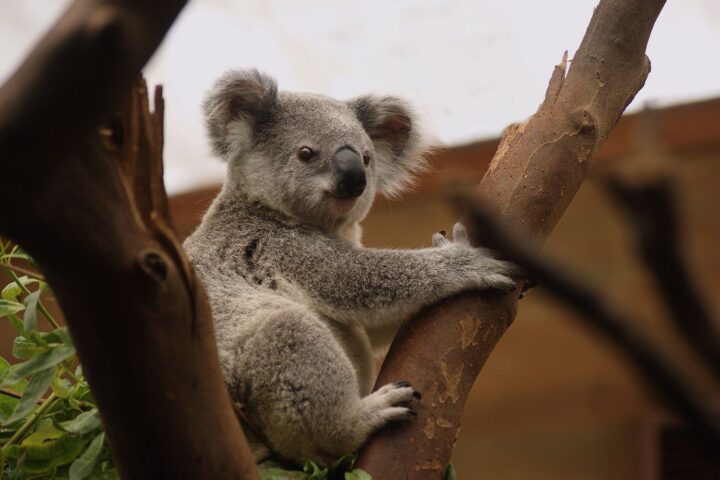 Koalas : la population passe de 1.000 à 500.000 individus grâce à la dynamique génétique