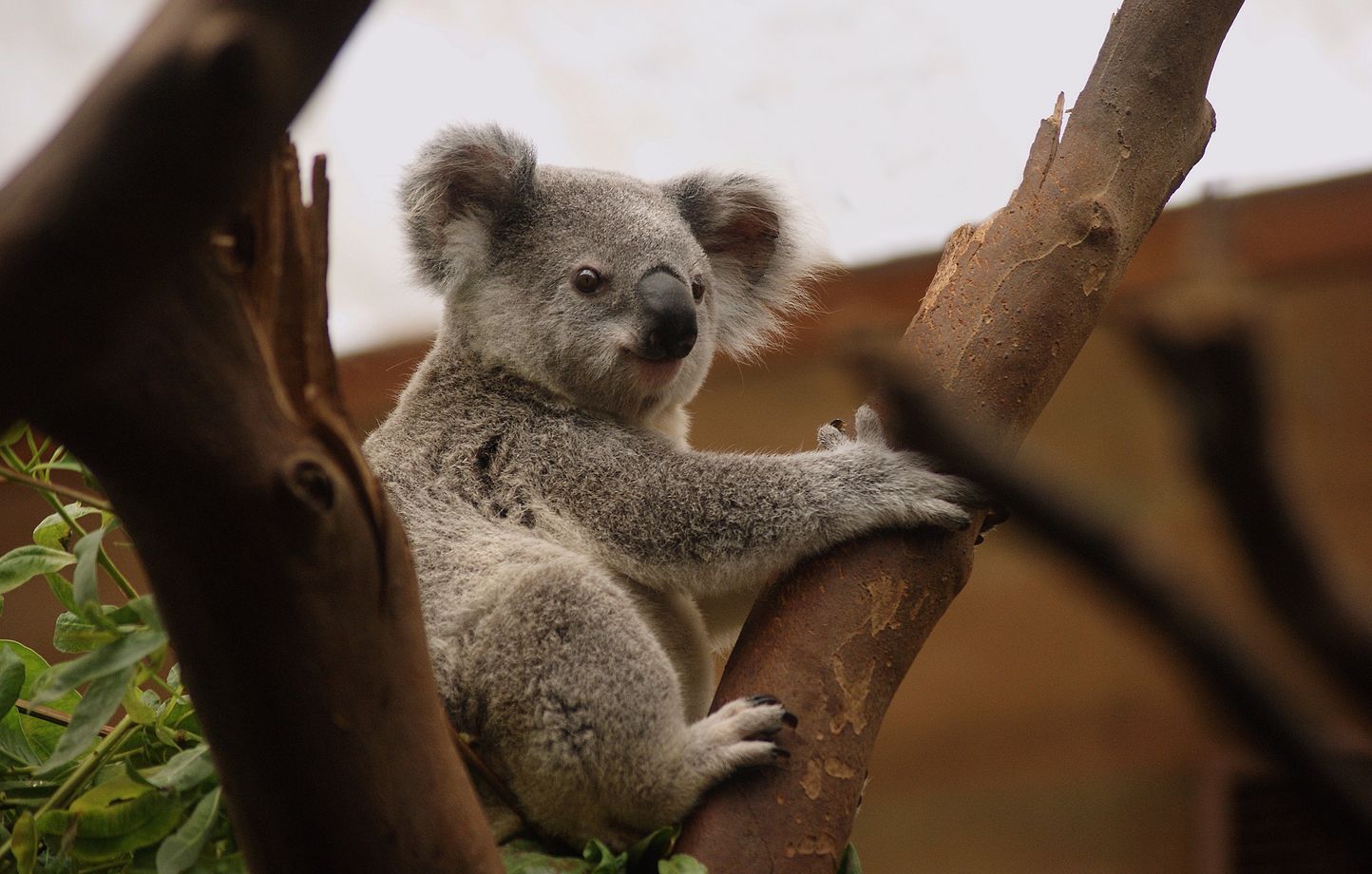 Koalas : la population passe de 1.000 à 500.000 individus grâce à la dynamique génétique