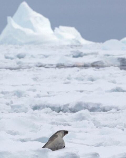La banquise antarctique montre des signes d'amélioration après quatre années critiques, selon des scientifiques américains