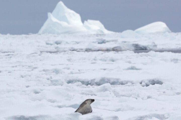 La banquise antarctique montre des signes d'amélioration après quatre années critiques, selon des scientifiques américains